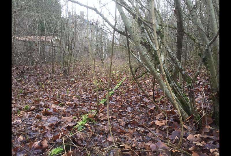 Un exemple de l'état dans lequel se trouvait la ligne avant le travail de défrichage (photo ASL26)